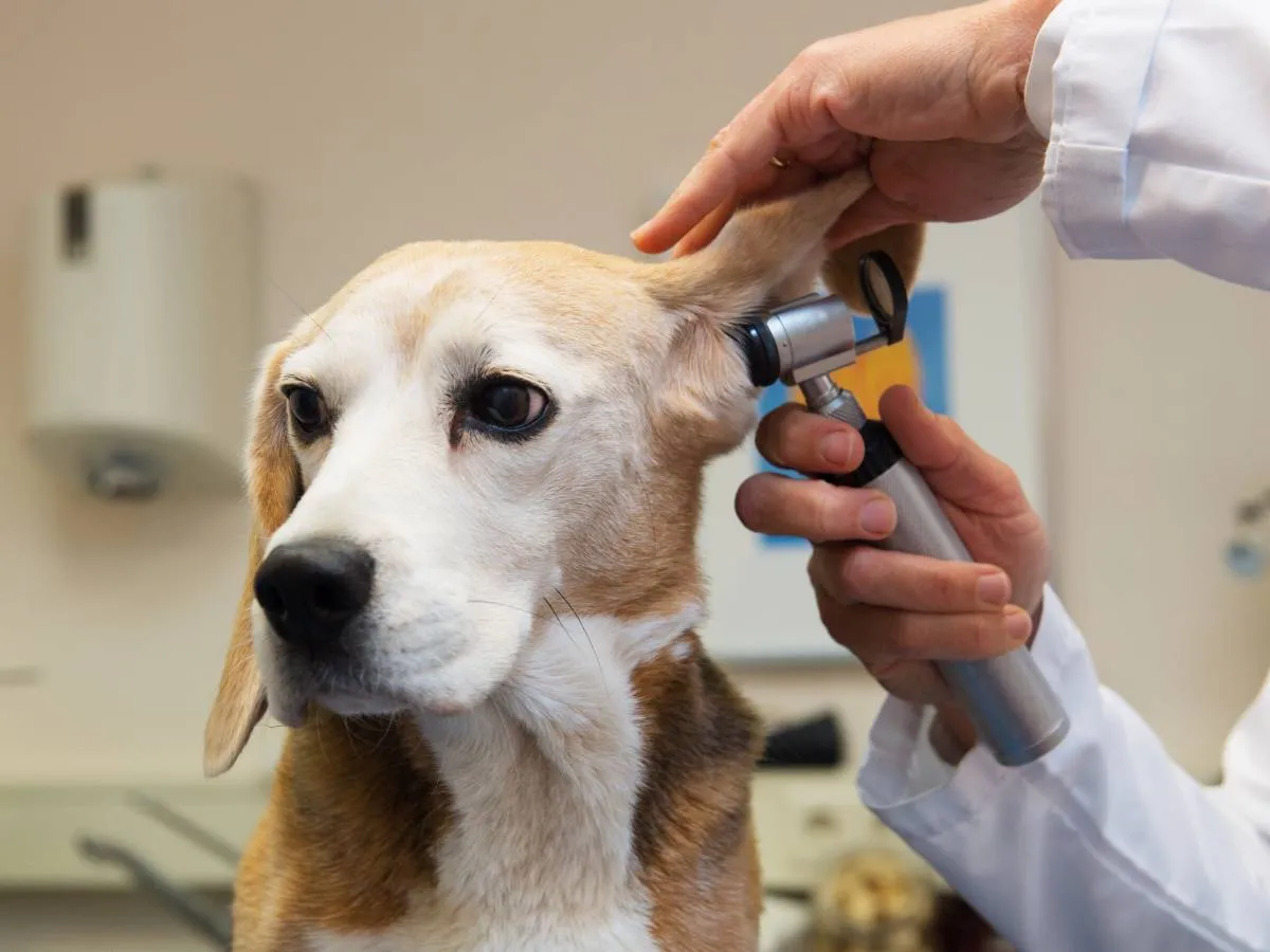 Veterinario con bata blanca revisa el oído de un perro beagle