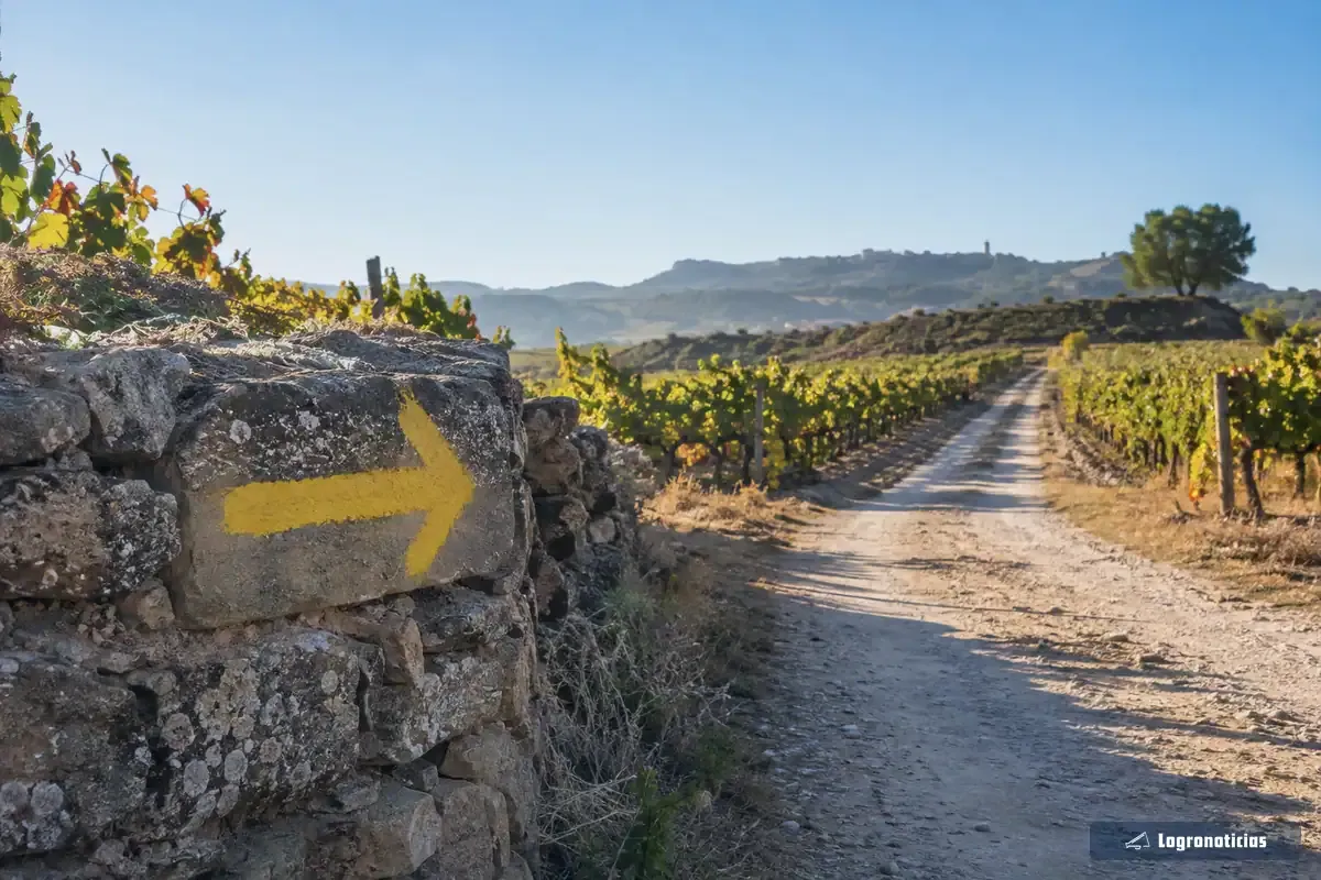 Flecha amarilla pintada en un muro de piedra junto a un camino entre viñedos