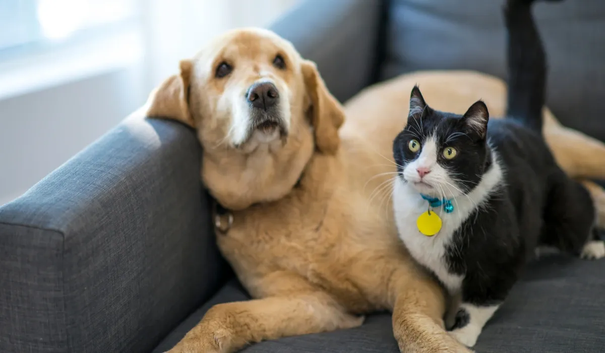 Perro de pelo dorado y gato blanco y negro tumbados juntos en un sofá gris