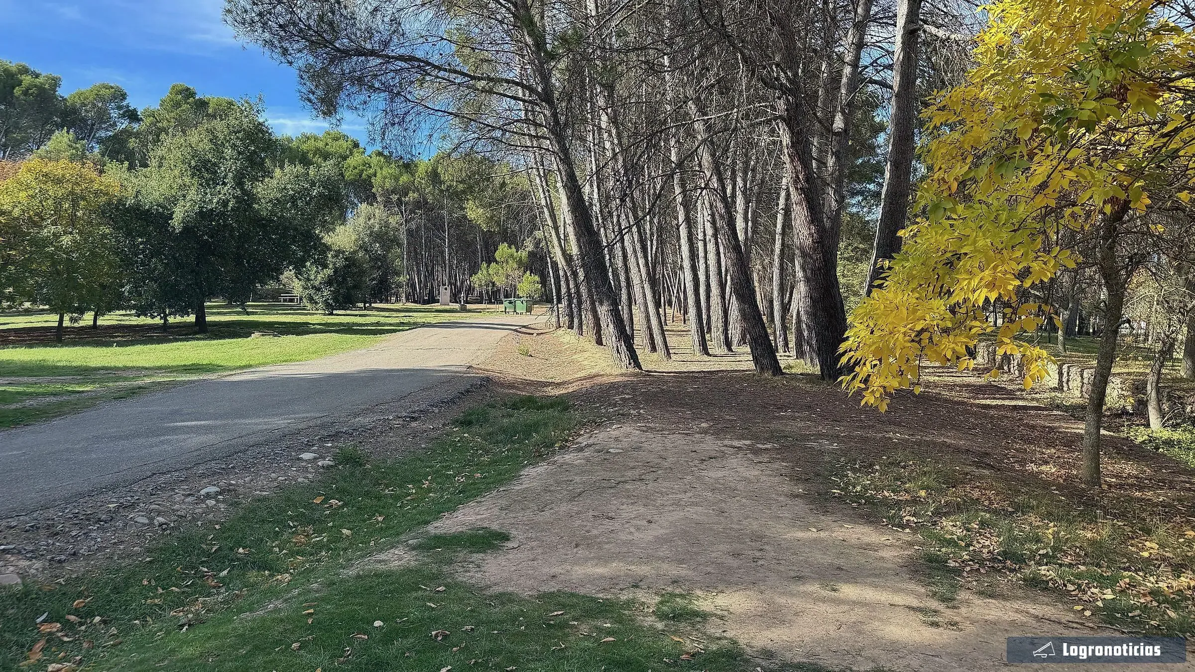 Camino entre pinos y un árbol de hojas amarillas en otoño en La Grajera