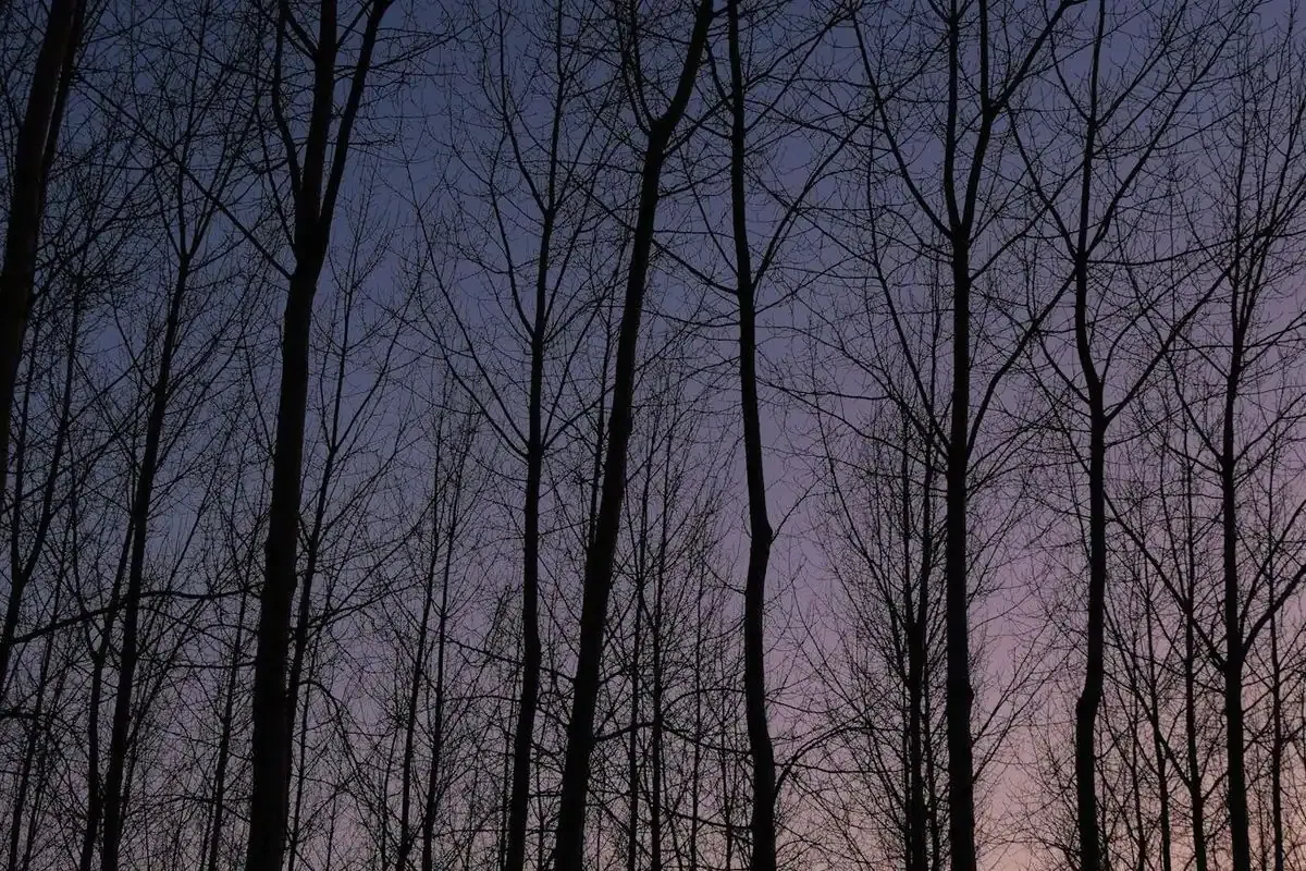 Arboleda sin hojas a contraluz con el cielo violeta del anochecer
