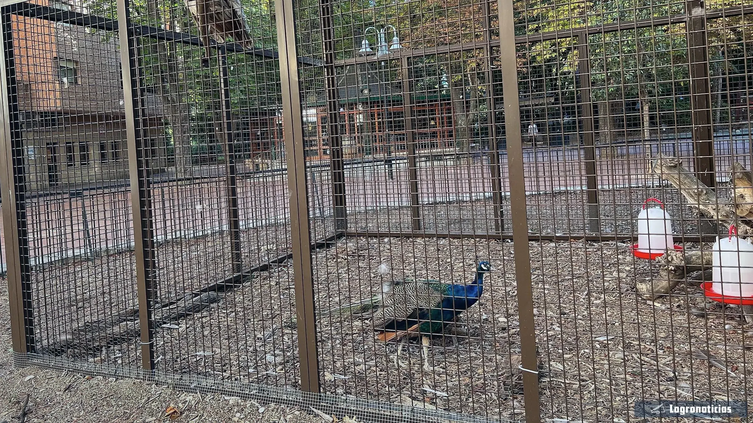 Pavo real dentro de la pajarera del Parque del Carmen de Logroño