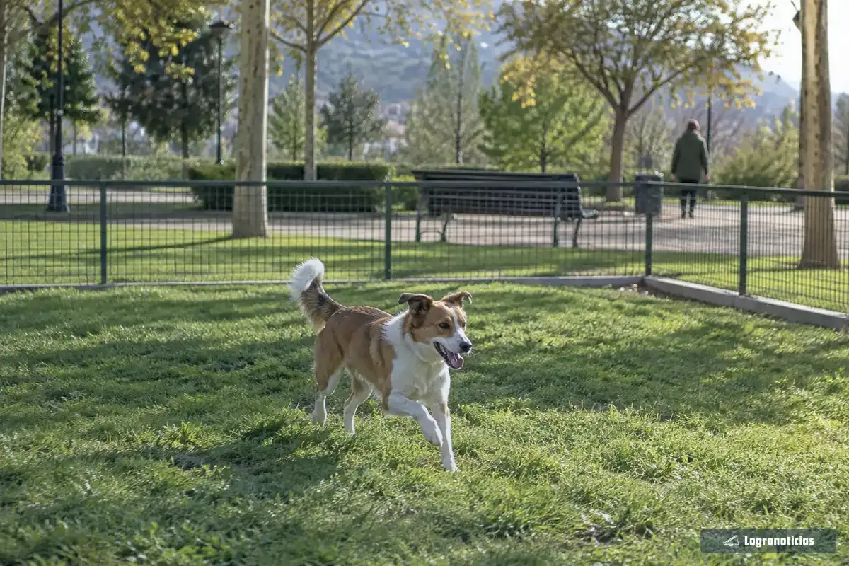 Perro corriendo por un recinto vallado con césped dentro de un parque