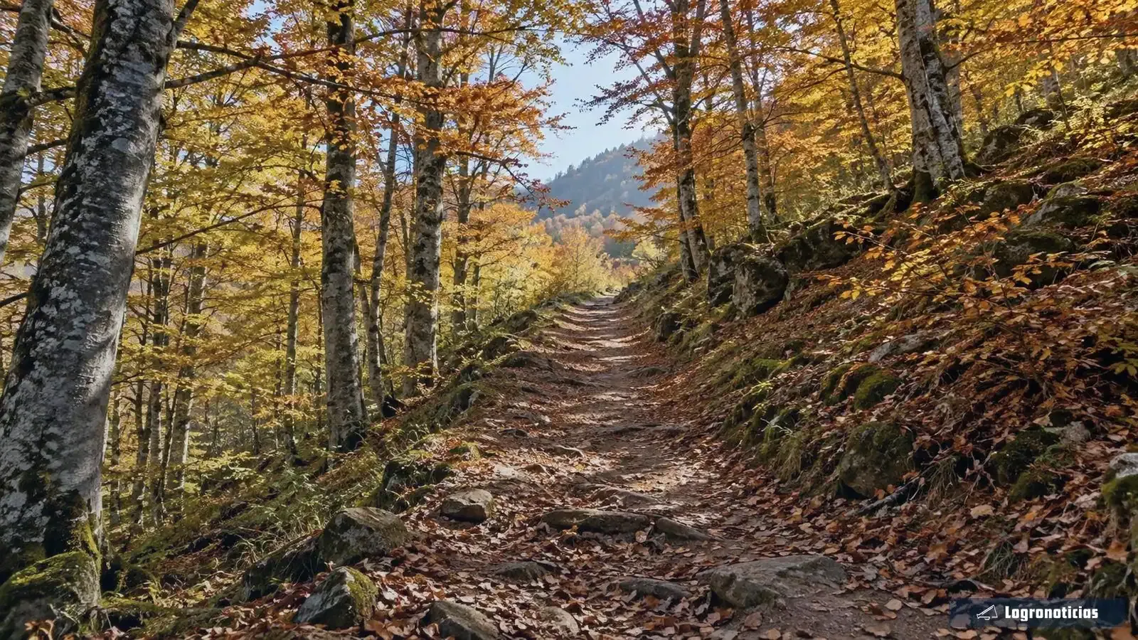 Sendero de tierra entre hayas con hojas doradas en otoño
