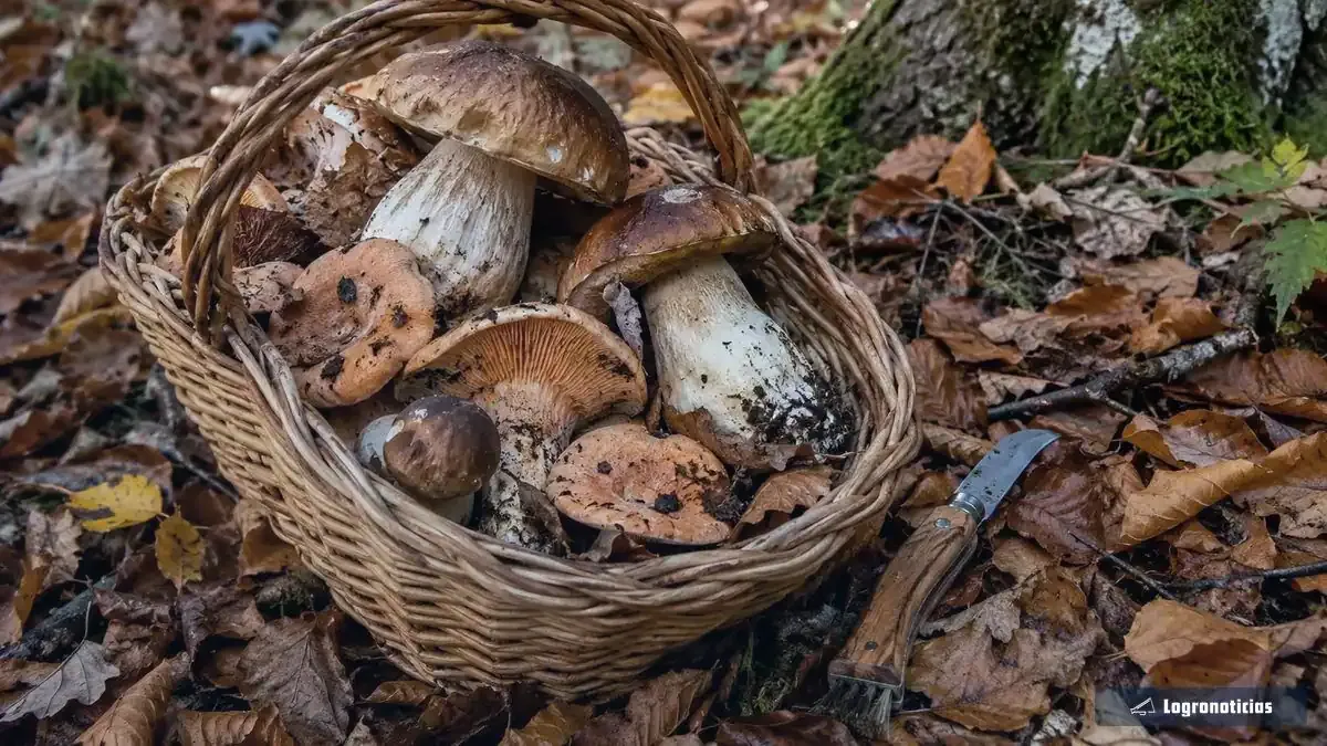 Cesta de mimbre con boletus y otras setas junto a una navaja sobre la hojarasca