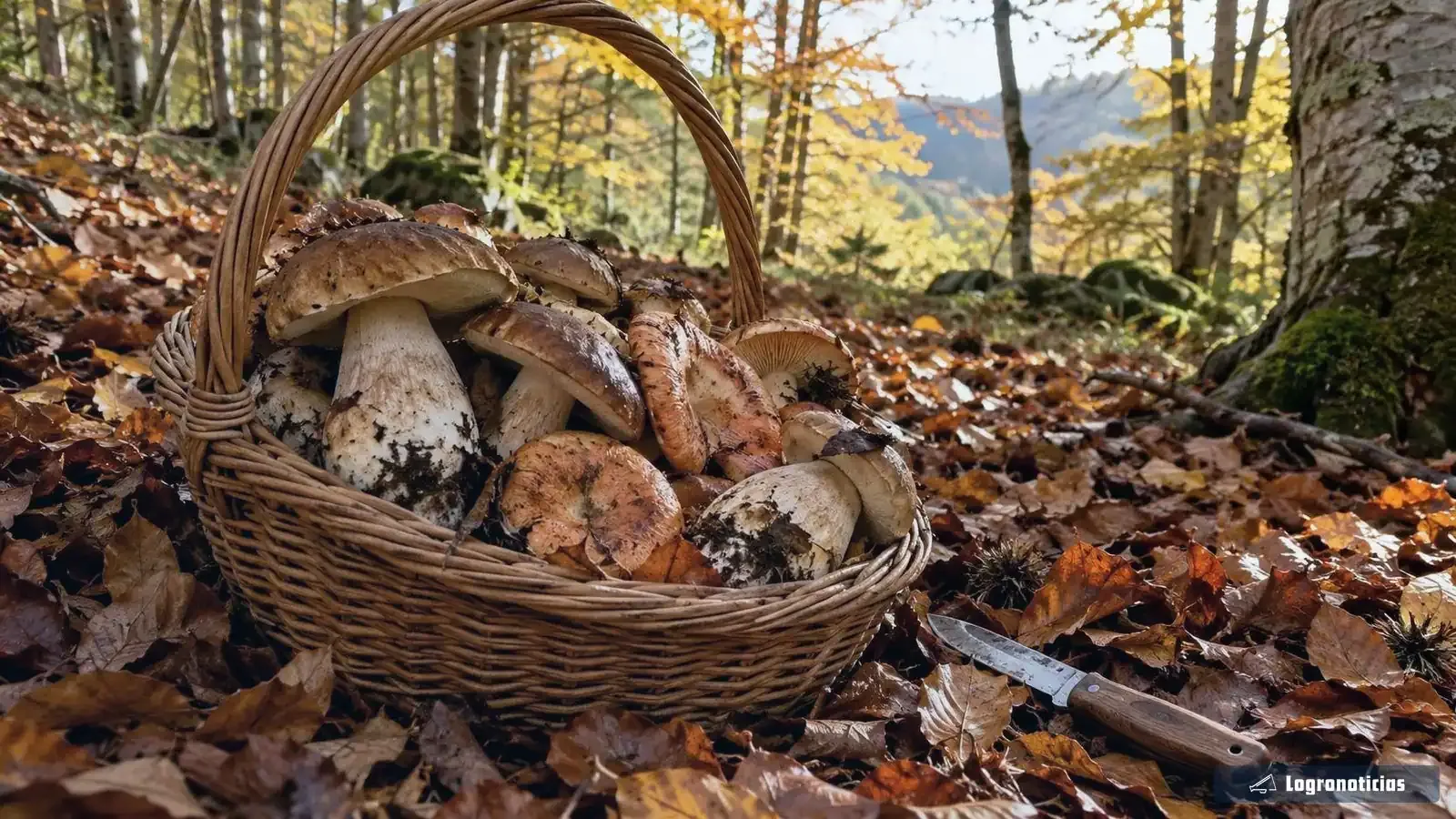 Cesta de mimbre con boletus y otras setas sobre hojarasca en un hayedo otoñal