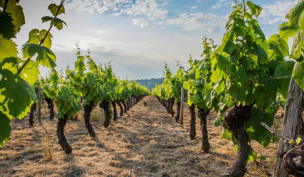 viñedos en logroño